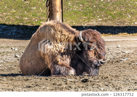 American buffalo known as bison, Bos bison in a german park 126317752
