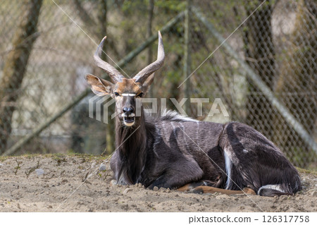 Nyala Antelope - Tragelaphus angasii. Wild life animal. 126317758