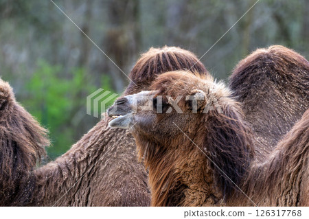Bactrian camel, Camelus bactrianus in a german park 126317768