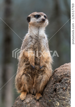 Meerkat, Suricata suricatta sitting on a stone and looking into the distance Meerkat, Suricata suricatta sitting on a stone and looking into the distance 126317769