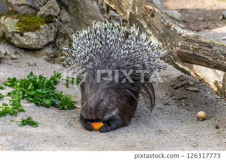Indian crested Porcupine, Hystrix indica in a german nature park Indian crested Porcupine, Hystrix indica in a german nature park 126317773