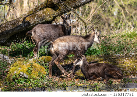 Apennine chamois, Rupicapra pyrenaica ornata, is living in Italy and Spain 126317781