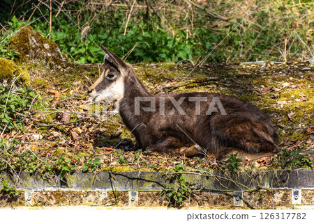 Apennine chamois, Rupicapra pyrenaica ornata, is living in Italy and Spain Apennine chamois, Rupicapra pyrenaica ornata, is living in Italy and Spain 126317782