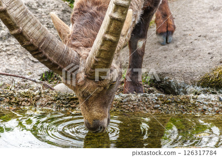 Male mountain ibex or capra ibex on a rock living in the European alps Male mountain ibex or capra ibex on a rock living in the European alps 126317784