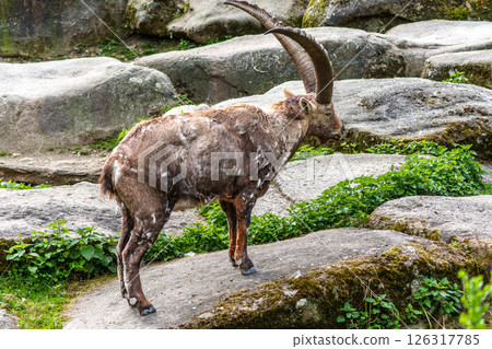 Male mountain ibex or capra ibex on a rock living in the European alps Male mountain ibex or capra ibex on a rock living in the European alps 126317785