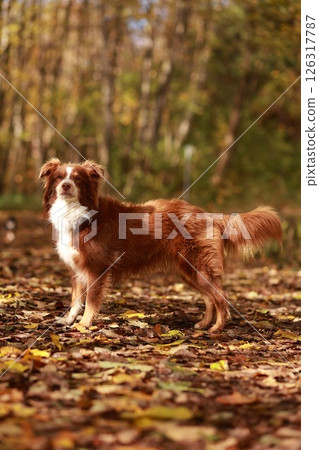 A brown and white dog is standing in a field of leaves A brown and white dog is standing in a field of leaves 126317787