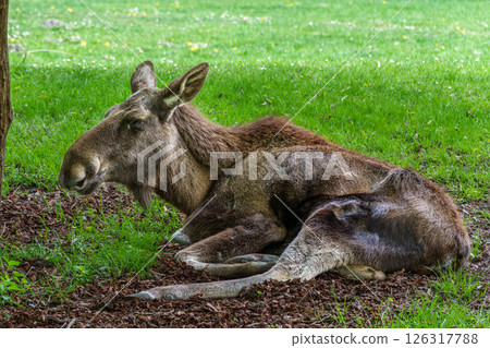European Moose, Alces alces, also known as the elk European Moose, Alces alces, also known as the elk 126317788