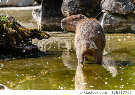 Capybara, Hydrochoerus hydrochaeris grazing on fresh green grass 126317792