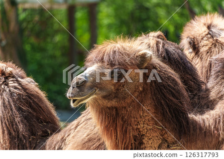 Bactrian camel, Camelus bactrianus in a german park 126317793