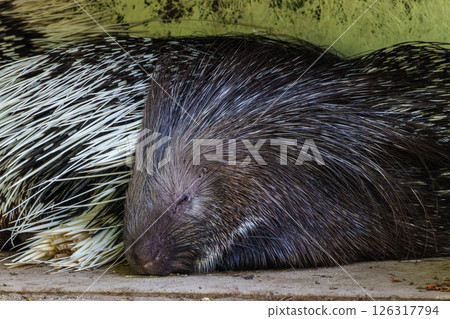 Indian crested Porcupine, Hystrix indica in a german nature park Indian crested Porcupine, Hystrix indica in a german nature park 126317794