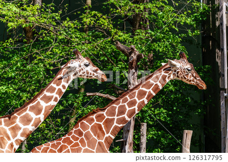 The giraffe, Giraffa camelopardalis is an African mammal The giraffe, Giraffa camelopardalis is an African mammal 126317795