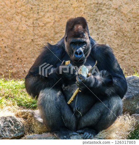 Gorillas are ground-dwelling, predominantly herbivorous apes, Sub-Saharan Africa 126317803
