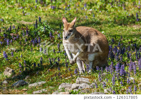 The agile wallaby, Macropus agilis also known as the sandy wallaby The agile wallaby, Macropus agilis also known as the sandy wallaby 126317805