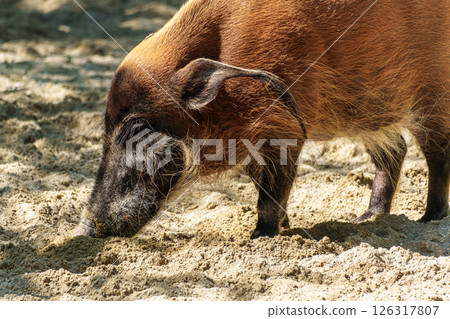 Red river hog, Potamochoerus porcus, also known as the bush pig. Red river hog, Potamochoerus porcus, also known as the bush pig. 126317807