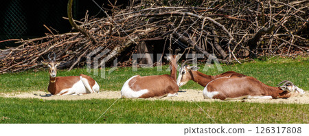 Dama gazelle, Gazella dama mhorr or mhorr gazelle is a species of gazelle Dama gazelle, Gazella dama mhorr or mhorr gazelle is a species of gazelle 126317808