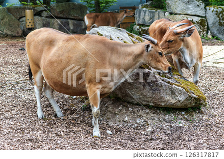 Banteng, Bos javanicus or Red Bull is a type of wild cattle. 126317817