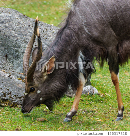 Nyala Antelope - Tragelaphus angasii. Wild life animal. Nyala Antelope - Tragelaphus angasii. Wild life animal. 126317818