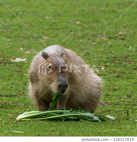 Capybara, Hydrochoerus hydrochaeris grazing on fresh green grass 126317819