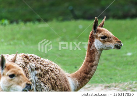 Vicunas, Vicugna Vicugna, relatives of the llama in a German park 126317820
