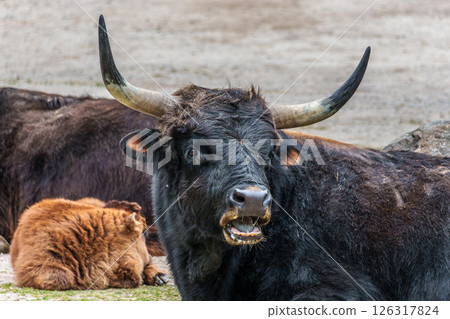 Heck cattle, Bos primigenius taurus or aurochs in a German park 126317824