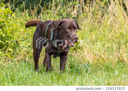 Labrador retriever, Canis lupus familiaris on a grass field. Healthy chocolate brown labrador retriever Labrador retriever, Canis lupus familiaris on a grass field. Healthy chocolate brown labrador retriever 126317825