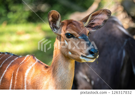 Nyala Antelope - Tragelaphus angasii. Wild life animal. Nyala Antelope - Tragelaphus angasii. Wild life animal. 126317832