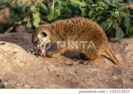 Meerkat, Suricata suricatta sitting on a stone and having dinner with a tasty mouse 126317837