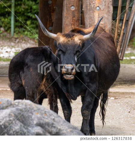 Heck cattle, Bos primigenius taurus or aurochs in a German park 126317838