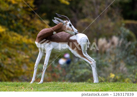 Dama gazelle, Gazella dama mhorr or mhorr gazelle is a species of gazelle 126317839
