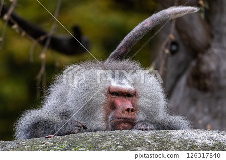 The hamadryas baboon, Papio hamadryas is a species of baboon 126317840