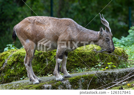 Turkmenian markhor, Capra falconeri heptneri living on the rocks 126317841