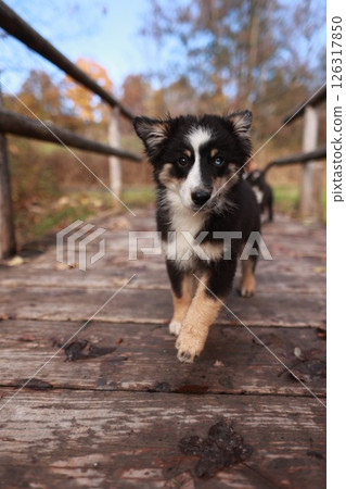 A small dog is walking on a wooden bridge A small dog is walking on a wooden bridge 126317850