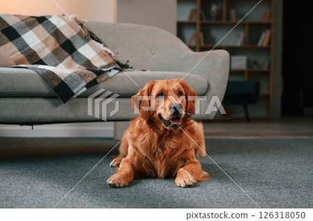 Lying down on the floor. Cute Golden retriever dog is indoors in the domestic room Lying down on the floor. Cute Golden retriever dog is indoors in the domestic room 126318050