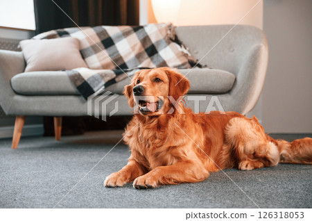 Lying down on the floor. Cute Golden retriever dog is indoors in the domestic room 126318053