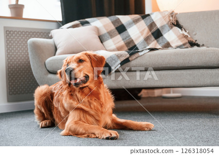 Lying down on the floor. Cute Golden retriever dog is indoors in the domestic room 126318054