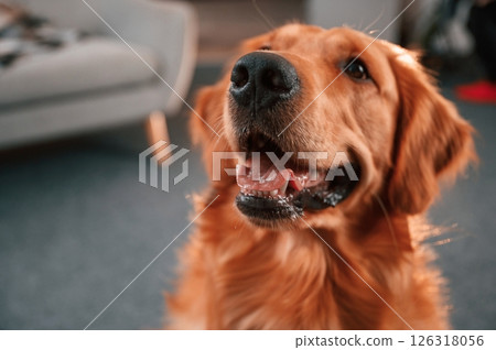 Close up portrait. Cute Golden retriever dog is indoors in the domestic room 126318056