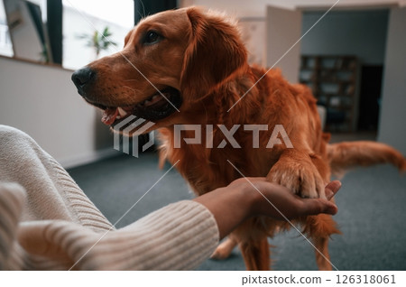 Holding the paw. Cute golden retriever is in domestic room with his owner, beautiful young woman 126318061