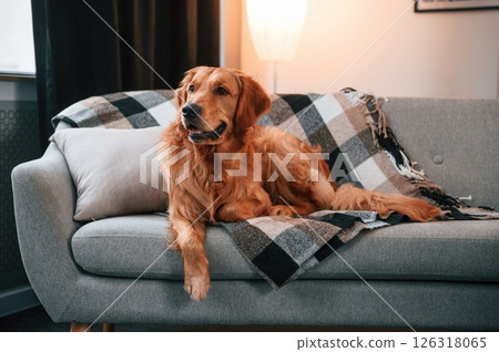 On the grey colored sofa. Lying down. Cute Golden retriever dog is indoors in the domestic room 126318065