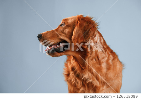 View from the side. Cute golden retriever dog is sitting indoors against white and blue colored background in the studio 126318089
