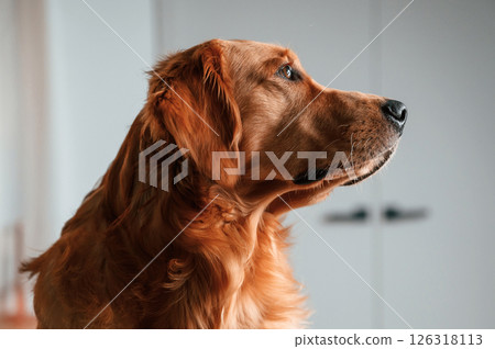 Side close up portrait. Cute Golden retriever dog is indoors in the domestic room Side close up portrait. Cute Golden retriever dog is indoors in the domestic room 126318113