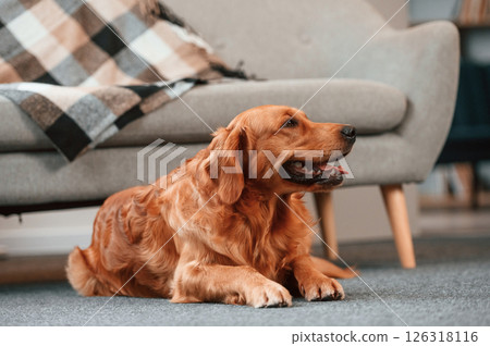 Relaxed cute Golden retriever dog is indoors in the domestic room lying down on the floor Relaxed cute Golden retriever dog is indoors in the domestic room lying down on the floor 126318116