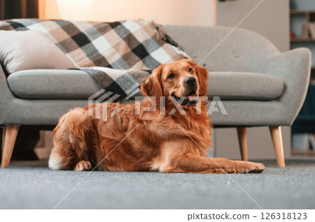 Calm pet is relaxed, lying down on the floor. Cute Golden retriever dog is indoors in the domestic room Calm pet is relaxed, lying down on the floor. Cute Golden retriever dog is indoors in the domestic room 126318123
