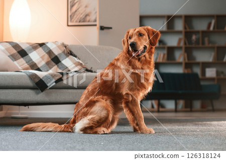 Against sofa, on the floor. Cute Golden retriever dog is indoors in the domestic room Against sofa, on the floor. Cute Golden retriever dog is indoors in the domestic room 126318124