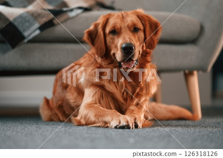 Against sofa, on the floor. Cute Golden retriever dog is indoors in the domestic room 126318126