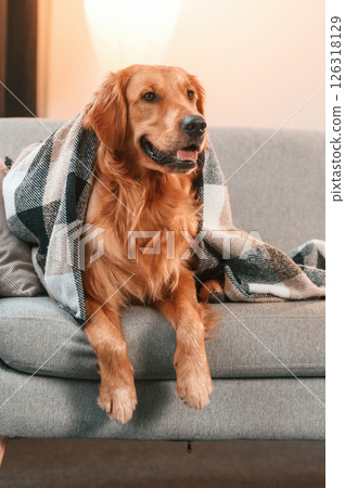 Covered with a blanket, on the couch. Cute Golden retriever dog is indoors in the domestic room Covered with a blanket, on the couch. Cute Golden retriever dog is indoors in the domestic room 126318129
