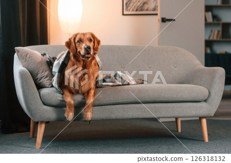 Covered with a blanket, on the couch. Cute Golden retriever dog is indoors in the domestic room 126318132