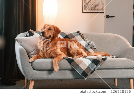 On the sofa. Cute Golden retriever dog is indoors in the domestic room On the sofa. Cute Golden retriever dog is indoors in the domestic room 126318136