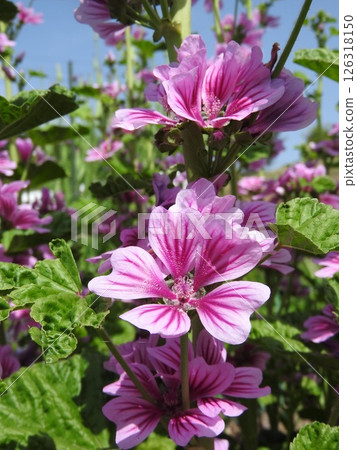 The European native perennial plant "Mallow" The European native perennial plant "Mallow" 126318150