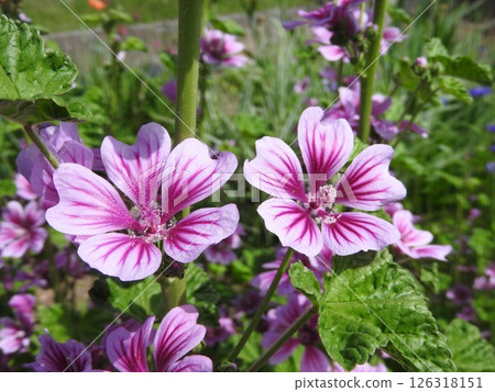 The European native perennial plant "Mallow" 126318151
