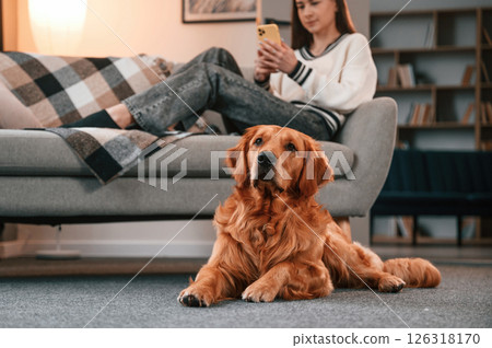 Beautiful young woman is lying down on the sofa with smartphone. Cute golden retriever is in domestic room with his owner Beautiful young woman is lying down on the sofa with smartphone. Cute golden retriever is in domestic room with his owner 126318170